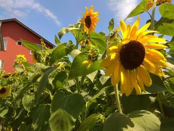 Фото Гостевой дом Guest House Sunflowers г. Поморие 5